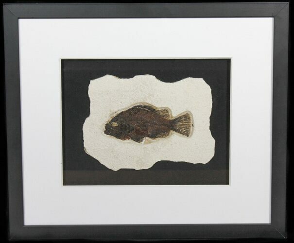 Cockerellites (Priscacara) Fossil Fish - Framed #50685
